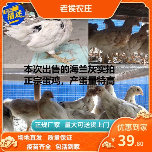 白羽蛋鸡海兰灰罗曼粉壳蛋鸡高产330枚/年白毛鸡活禽鸡苗脱温苗