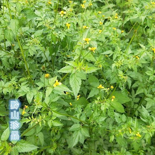 中药材草药婆婆针食用三叶鬼针草鬼钗草针包草鬼骨针一包针500克