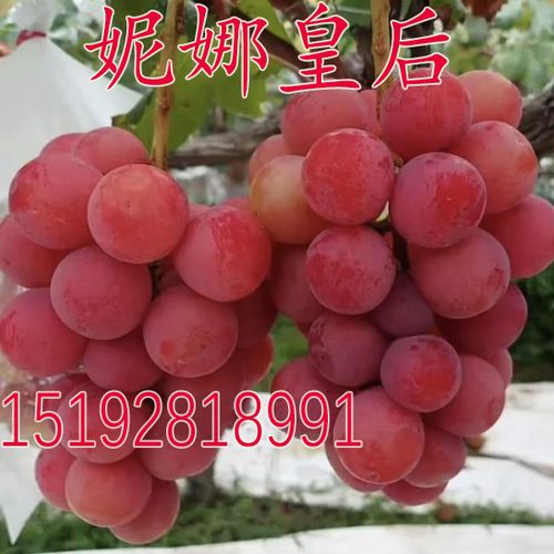 嫁接葡萄苗 妮娜皇后 公主女皇王后葡萄树苗南方北方种植当年结果