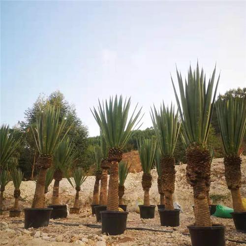 原始剑麻龙舌兰丝兰高杆丝兰剑麻植物庭院盆栽热带植物凤尾菠萝铁