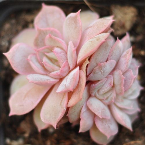 (一物一拍)昂斯诺多肉植物出状态为果冻韩国进口肉肉大单头群生