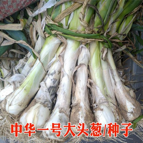 中华一号大头葱种子 农田菜地高产蔬菜四季种植鸡腿葱籽抗寒抗倒