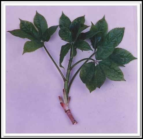 长白山林区深山特产野生刺五加叶(干品)*保健调理*食药茶兼用*
