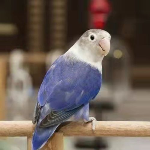 鹦鹉鸟彩色鸟活体黄桃绿桃黄金丝鹦鹉牡丹绿金丝牡丹蓝银绿银包活豪蚨