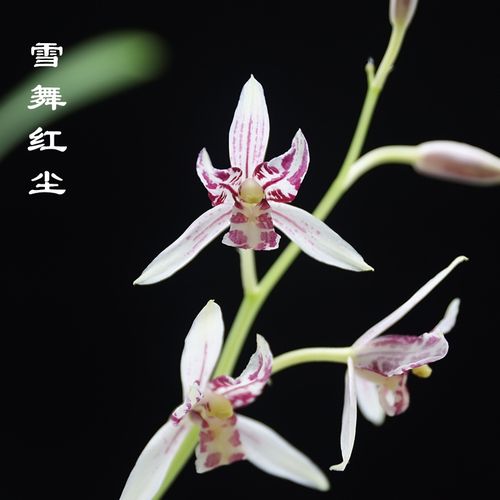 建兰四季铭品雪舞红尘夏季带花苞室内绿植盆栽