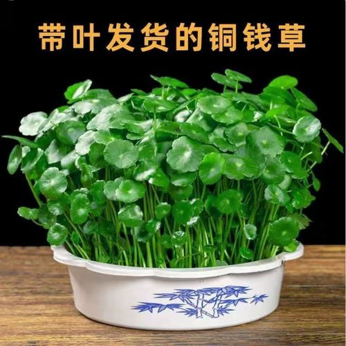 带叶铜钱草水培盆栽植物室内小绿植花卉水养金钱草籽水生四季好养