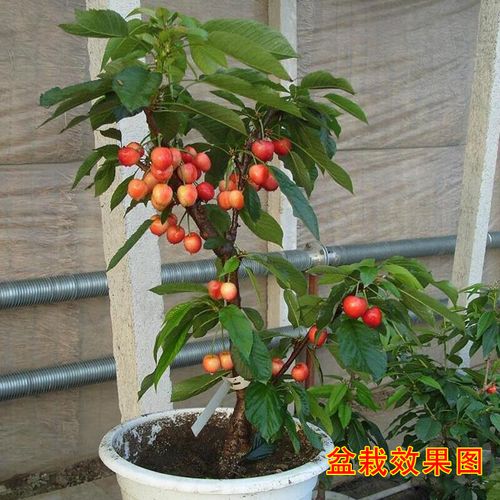 红妃樱桃树苗果树矮化樱桃南北方庭院家庭盆栽水果树苗当年结果