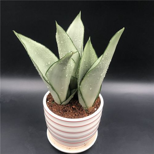 植物美观净化空气办公室客厅窗台创艺盆栽 白玉虎皮兰3棵裸根 瓷盆