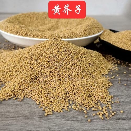 黄芥子中药材黄芥末粉 芥末种子野生芥末籽芥菜子辣菜籽
