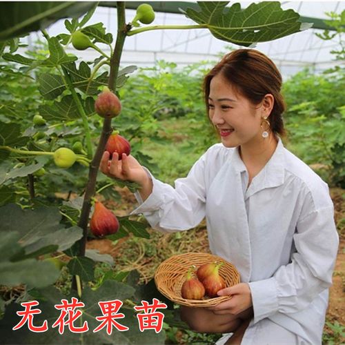 无花果树果苗盆栽带果带土特大无花果苗当年结果斯特拉无花果树苗