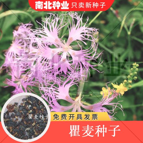 散装瞿麦种子  药材种子  野麦 石柱花 十样景花 巨麦