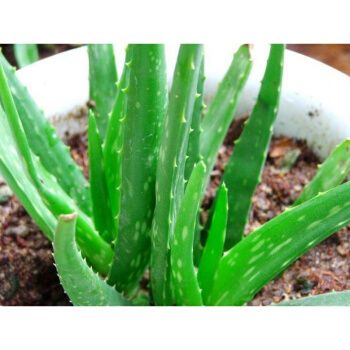 中华芦荟苗 盆栽斑纹芦荟中国芦荟 芦荟芦荟植物 中华 1年苗20厘米高