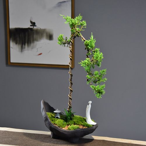 真柏盆景独杆树桩造型植物四季常青办公室客厅室内中国风观赏盆栽