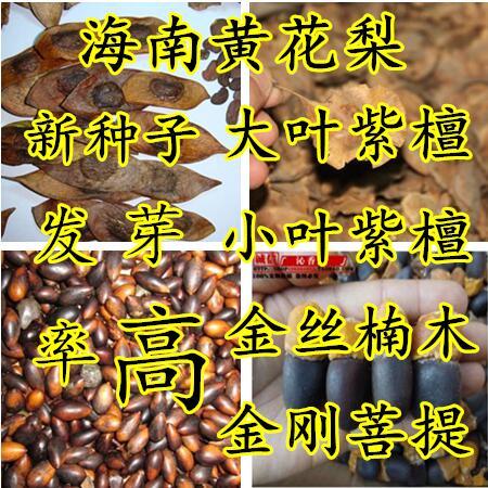 正宗海南黄花梨种子印度紫檀小叶紫檀金丝楠木种子沉香菩提树种籽
