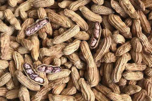 0/斤 彩色花生 彝山香常年批发云南特产七彩花生 老品种 野地花生供应