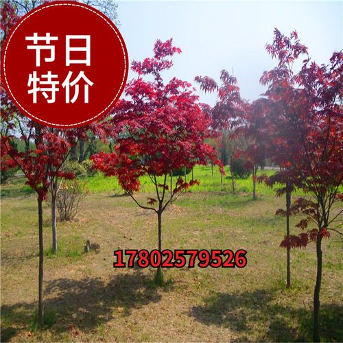 日本红枫树苗红舞姬三季红红枫树庭院地栽绿化苗木中华红枫树小苗