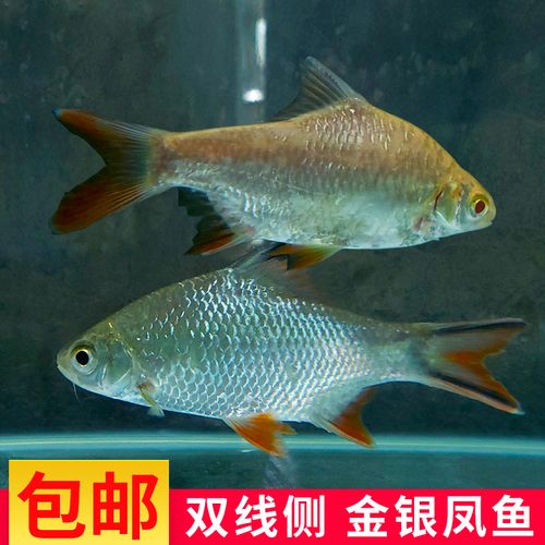 金凤鱼银凤鱼活体观赏鱼双线侧鱼泰国鲫鱼金银元宝鱼中型热带淡水