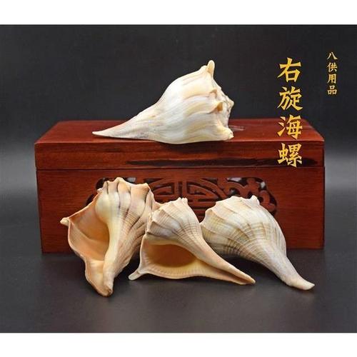 天然右旋海螺 佛教佛堂八供品 佛塔装藏 进口