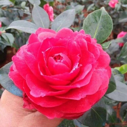 山茶花苗盆栽鲜花绿植带花苞庭院室内阳台花卉包邮【鹤顶红】
