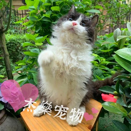 赛尔凯克卷毛猫长毛不掉毛猫披着羊皮的猫黑白卷毛德文猫活体幼猫