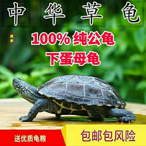 中华草龟公龟大草龟下蛋乌龟活体宠物外塘墨龟公招财镇宅食用煲汤