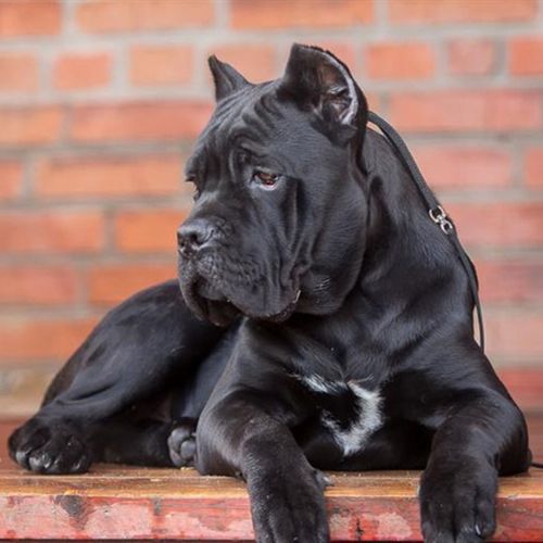 纯种卡斯罗犬幼犬活体意大利大型护卫犬猛犬血统看家护院宠物狗狗