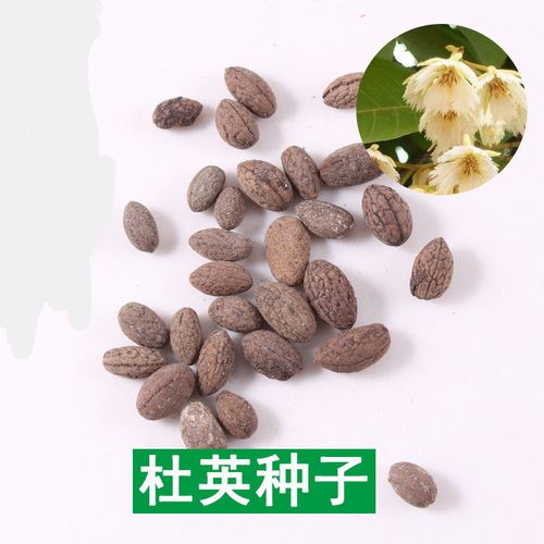 园林绿化行道树苗木种子【小叶杜英种子】灌木林木乔木树种籽