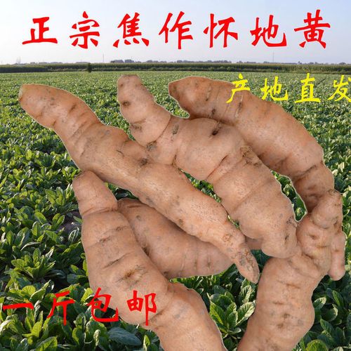 鲜地黄怀地黄地黄根新鲜地黄种子生地黄河南焦作现挖现发帝皇包邮