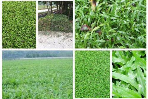 5/棵 大叶油草  大叶油