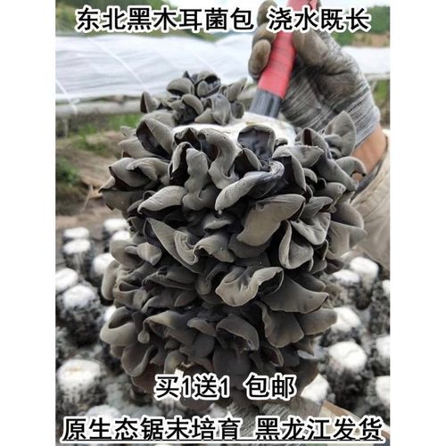 黑山木耳菌包椴树食用菌蘑菇种子菌包菌种黑木耳菌种东北菌棒三级