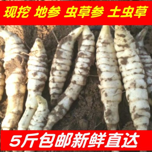 5斤地参新鲜地参种子地虫草参种子地藕地笋地藕泽兰根