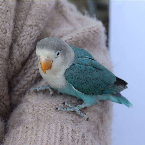 养亲人鸟粮特色面类牡丹鹦鹉活鸟宠物鸟活物 普兰白面一只(40天左右)