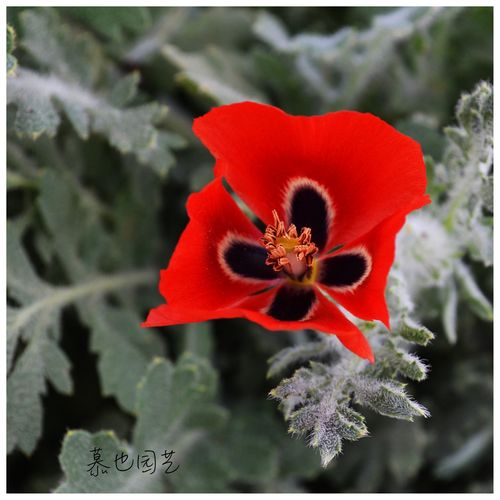 有角海虞美人 一年生虞美人 5粒每份 庭院盆栽 大红色叶子带绒毛