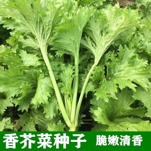 香芥菜种子 重庆香菜春秋四季农家田园 香叶芥菜青菜四川蔬菜种籽