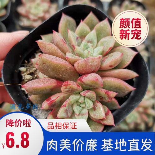 血燕多肉植物景天拟石莲庭院稀有群生精品雪燕血斑状态花卉绿植