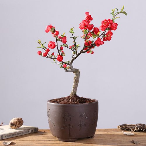 日本海棠花盆栽室内原生重瓣长寿冠海棠盆景老桩一物一拍四季开花