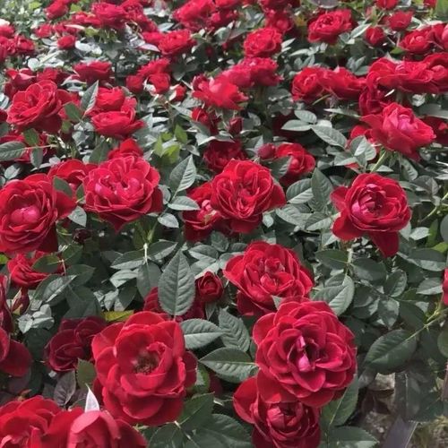 【精品绿植】欧洲月季钻石玫瑰阳台绿植四季开花带花苞庭院盆栽 大盆
