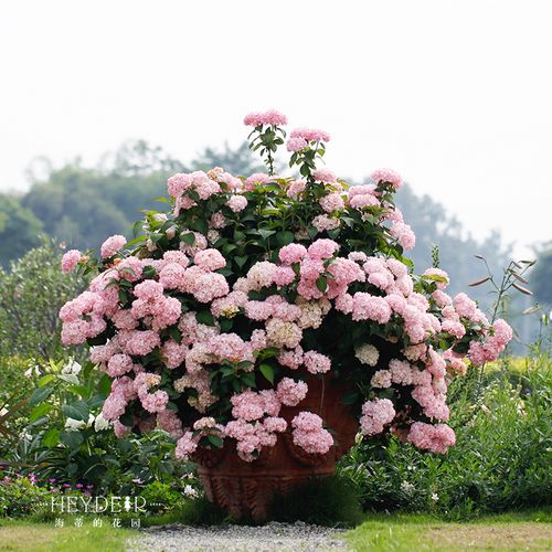海蒂的花园绣球花苗塞布丽娜花卉植物海妈花园阳台庭院盆栽地栽苗