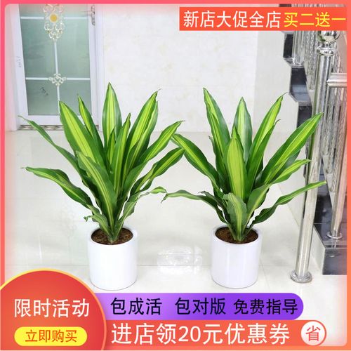 金心巴西铁也门铁巴西木办公室植物室内客厅大型植物绿植盆栽花卉