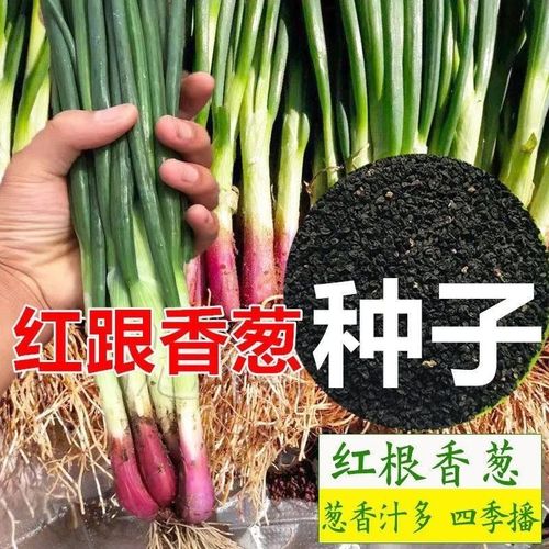 红根小香葱种子春秋冬季盆栽蔬菜籽青葱苗小葱种籽阳台庭院四季种