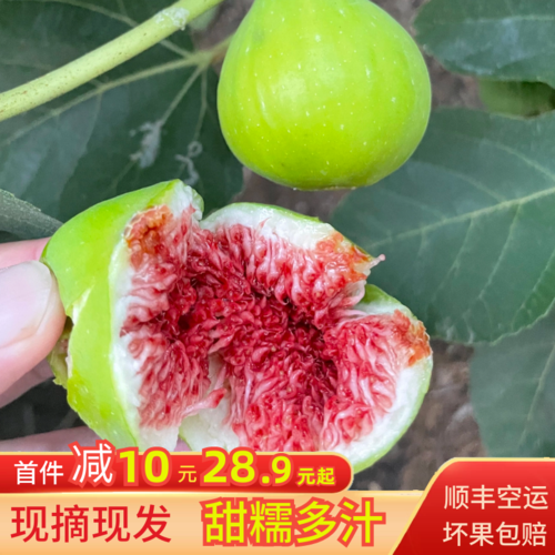 现货威海青皮无花果现摘鲜果大果山东新鲜甜糯孕妇