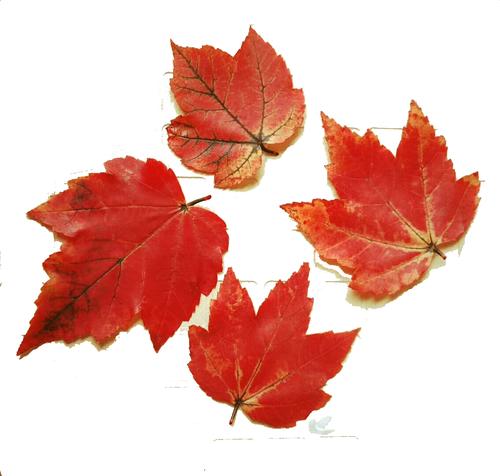 重庆红枫  重庆红叶   枫叶标本    纯天然树叶
