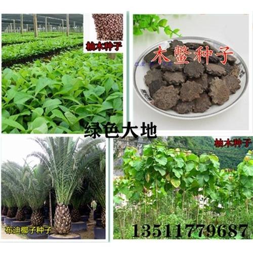 假槟榔种子热带树柚木胭脂树冻子椰布迪椰子木鳖子木鳖果木鳖种子