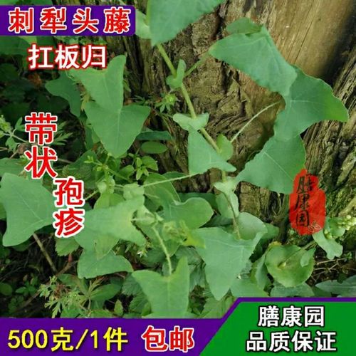 扛板归草鲜货500克包邮刺犁头 缠腰龙草退血草犁壁藤 蛇缠腰草