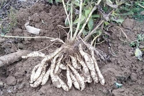 0/支 泽兰  地参虫草参种苗 地参种子 山东郓城产地直供