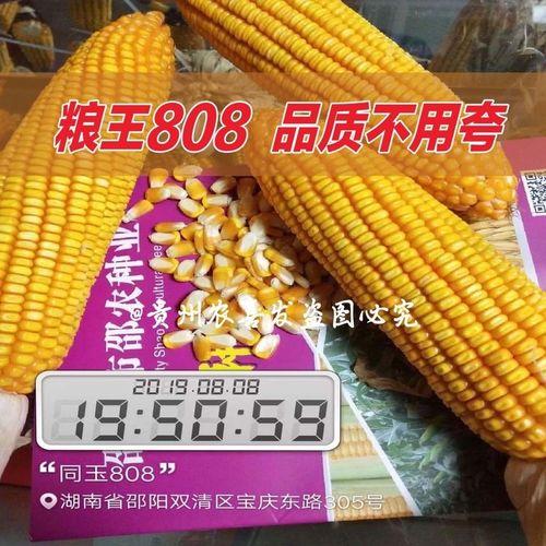 同玉808 抗倒矮杆玉米高产大田春夏播白轴杂交玉米种子辽禾308