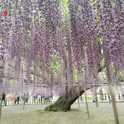 九尺日本长穗嫁接高杆紫藤花丰花盆地栽爬藤攀爬植物庭院长廊架用