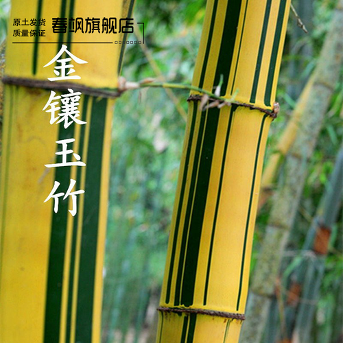 青竹苗 紫竹苗 金镶玉竹苗 黄金竹苗 佛肚竹 庭院植物盆栽地栽耐寒