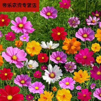 适合春天种的花种籽子户外各种花卉种孑花仔室外四季容易活花种子