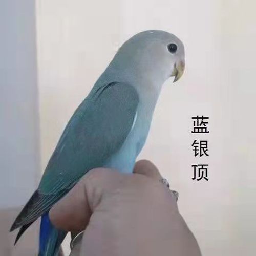 鹦鹉鸟彩色鸟活体黄桃绿桃黄金丝鹦鹉牡丹绿金丝牡丹蓝银绿银包活豪蚨